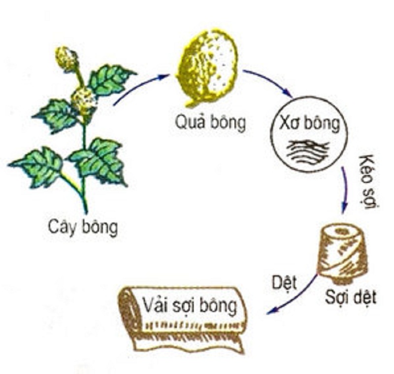 Thành phần vải sợi tự nhiên